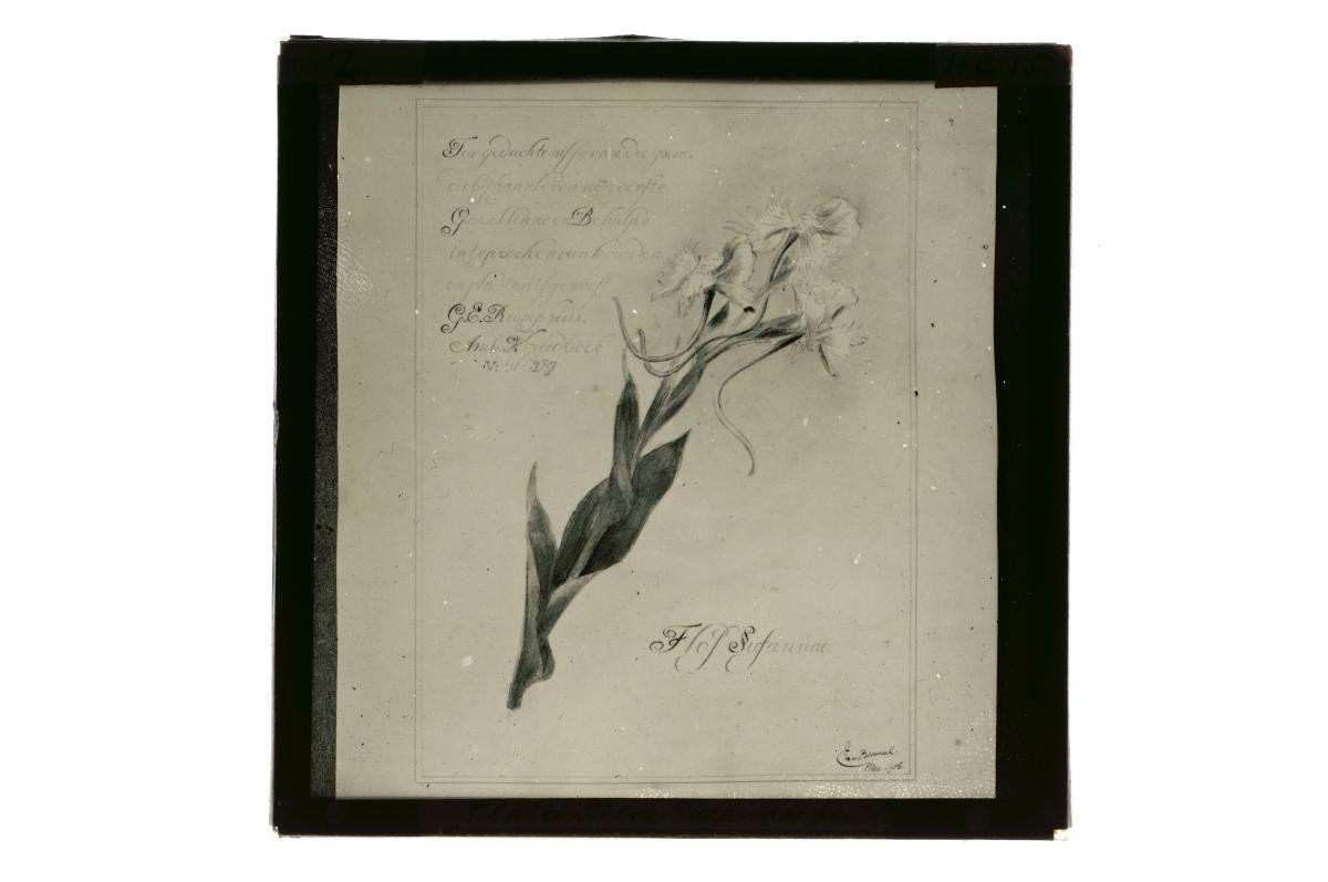 A glass lantern slide depicting a drawing of flowers