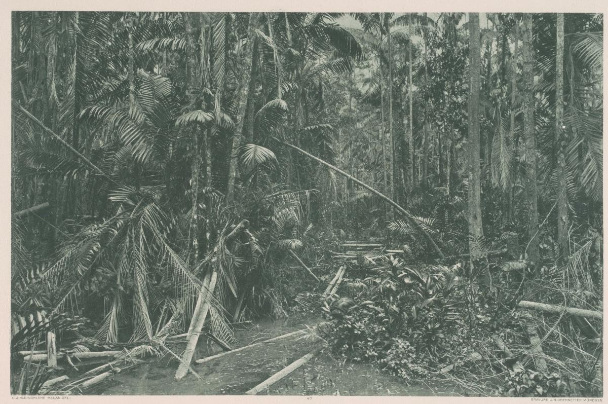 View of jungle vegetation by C.J. Kleingrothe