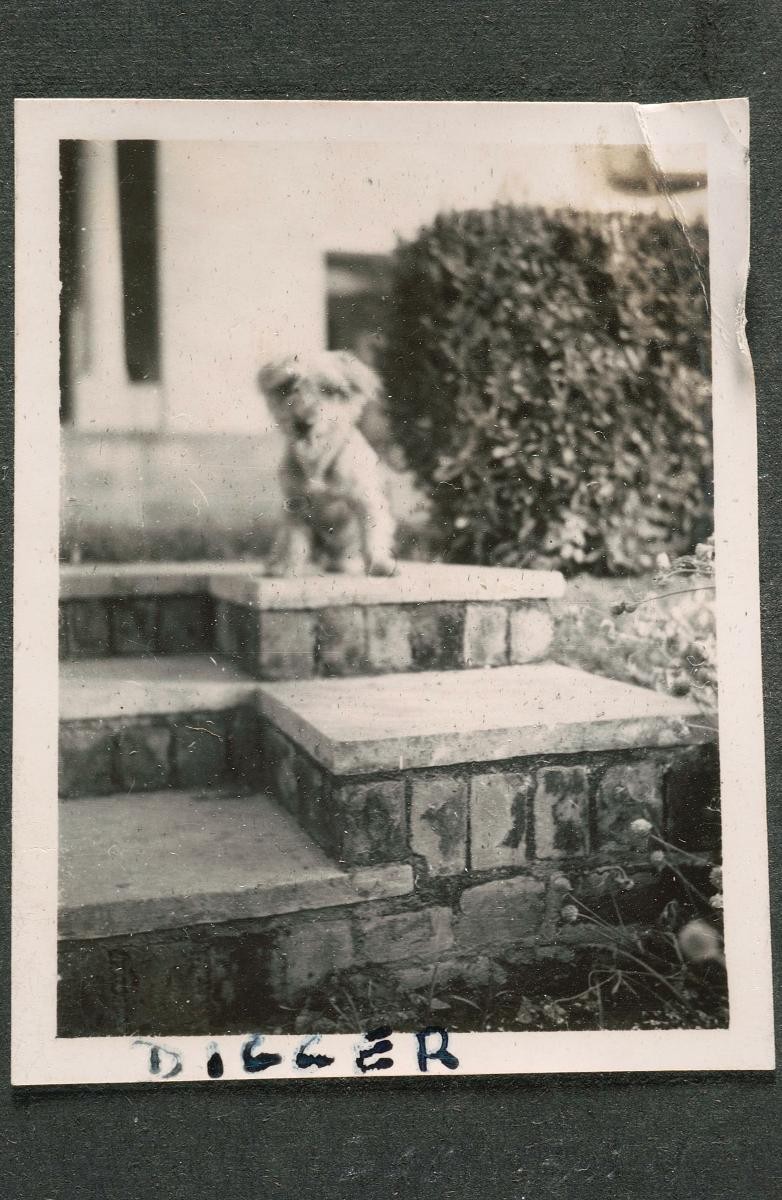 Pet dog of a British policeman posted to Singapore during the Malayan Emergency