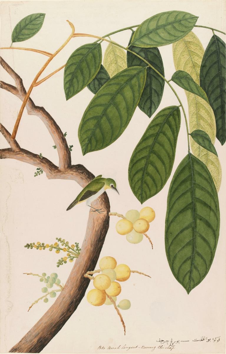 'Poko Booah Langsat' and Oriental White Eye, William Farquhar Collection of Natural History Drawings