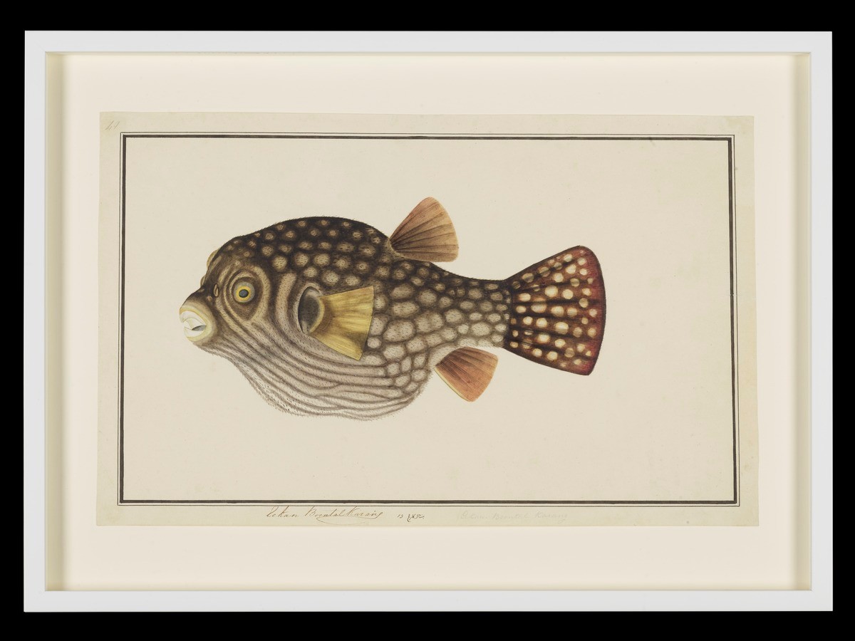Coral Puffer Fish or Narrow-lined Toadfish, William Farquhar Collection of Natural History Drawings