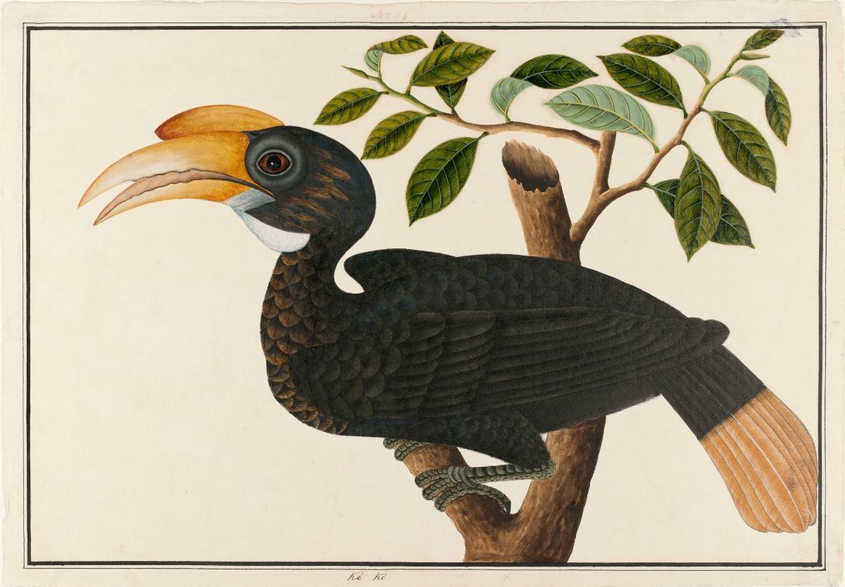 Wrinkled Hornbill, William Farquhar Collection of Natural History Drawings