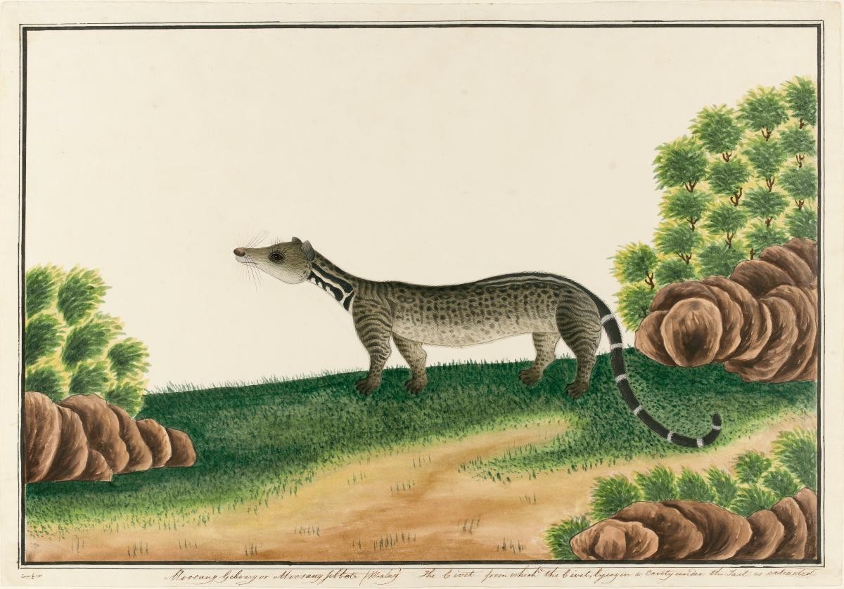 Large Palm Civet, William Farquhar Collection of Natural History Drawings