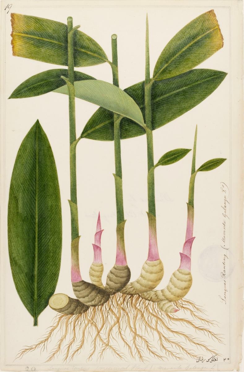 'Lengkuas Rantan', William Farquhar Collection of Natural History Drawings