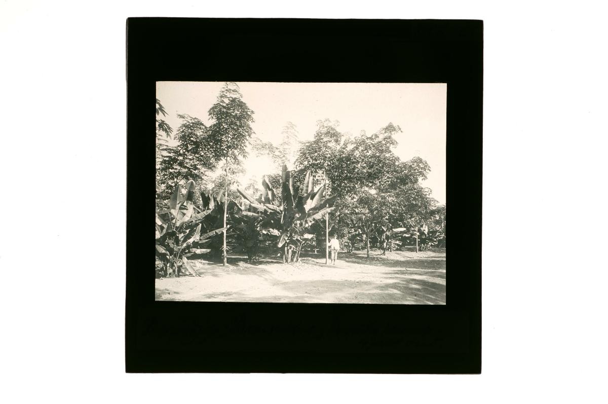 A glass lantern slide depicting a scene from a plantation