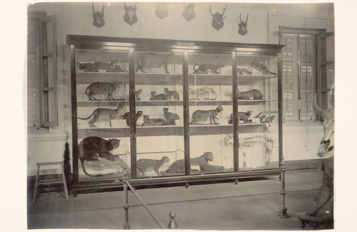 Zoological specimens on display at the Raffles Library and Museum