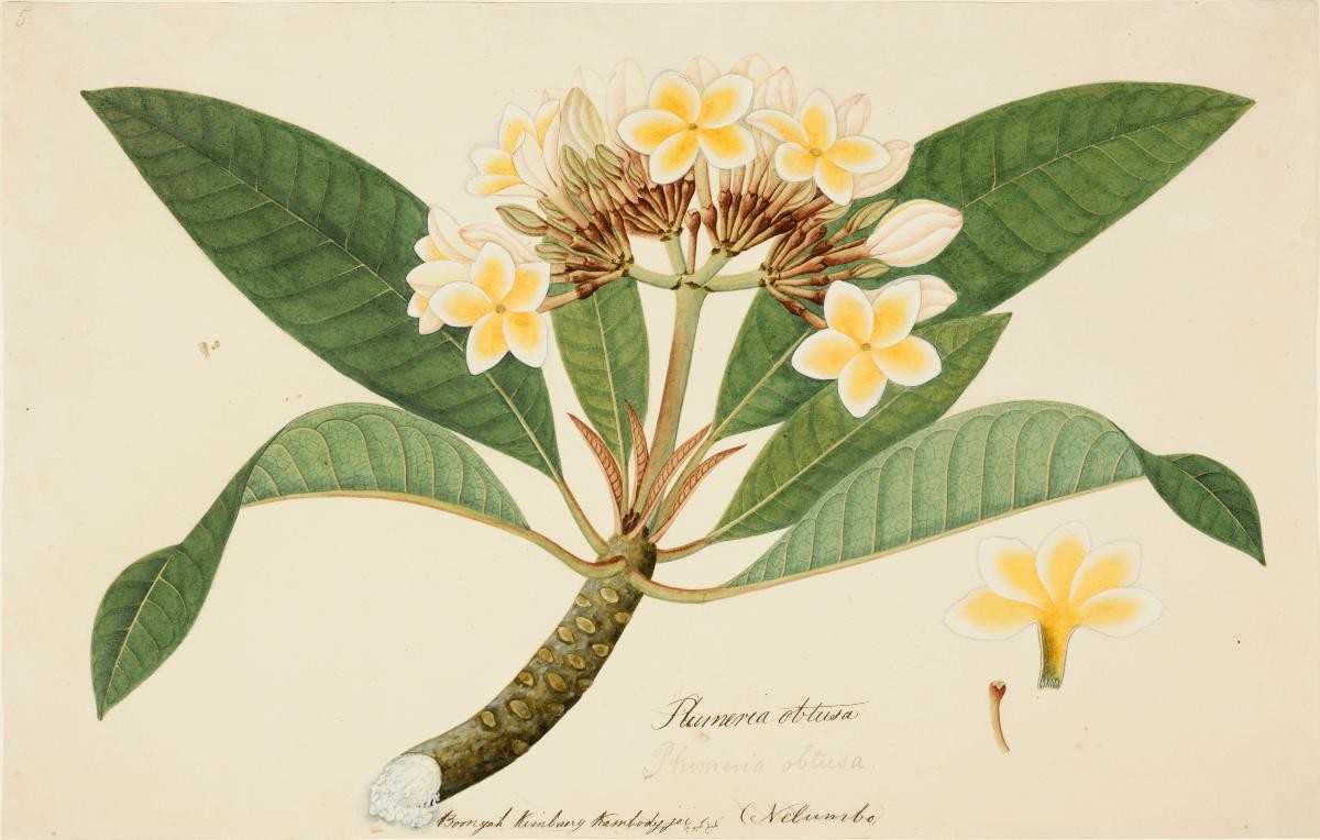 Frangipani, William Farquhar Collection of Natural History Drawings