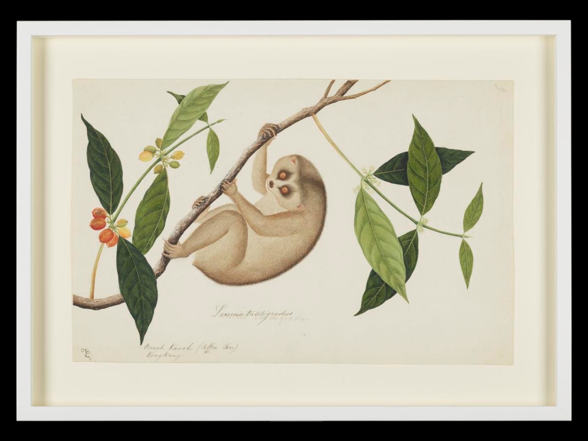 Coffee Tree and Slow Loris, William Farquhar Collection of Natural History Drawings