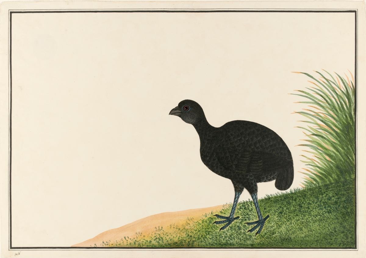 Malayan Black Wood-Partridge, William Farquhar Collection of Natural History Drawings