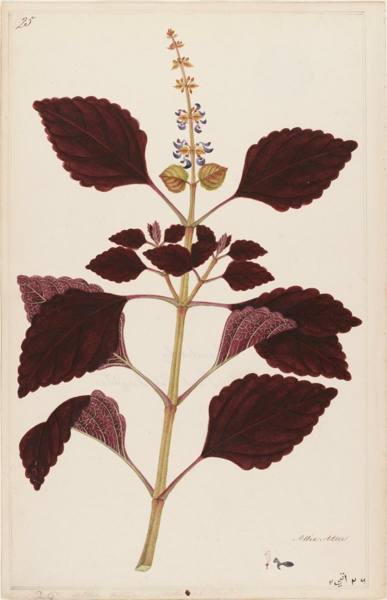 Coleus, William Farquhar Collection of Natural History Drawings