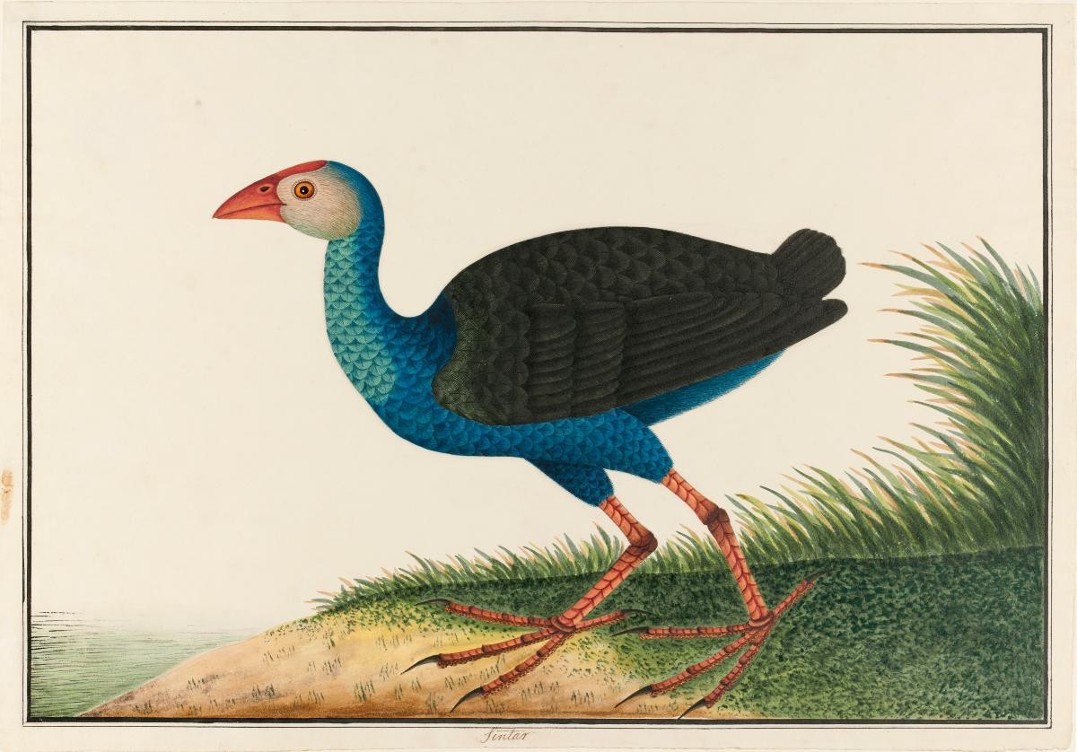 Purple Swamp Hen, William Farquhar Collection of Natural History Drawings