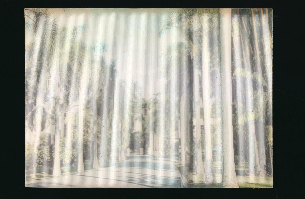 Rows of palm trees at the Singapore Botanic Gardens