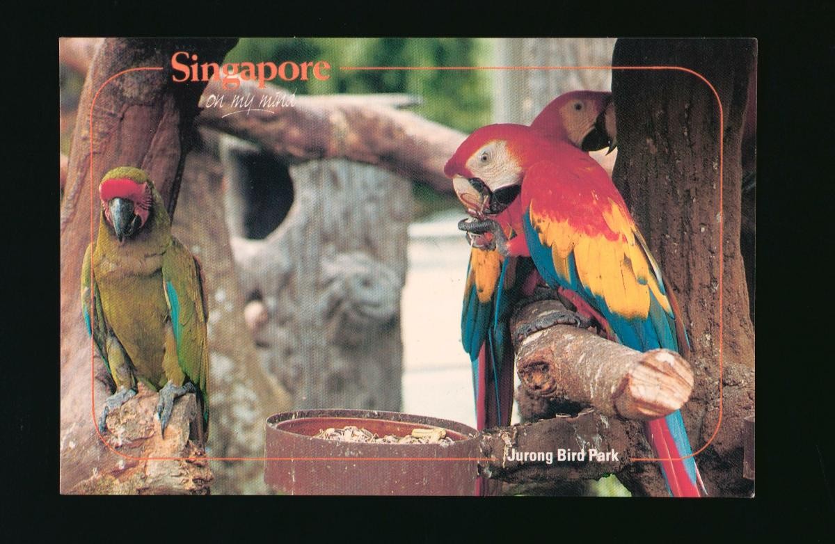 Parrots at the Jurong Bird Park
