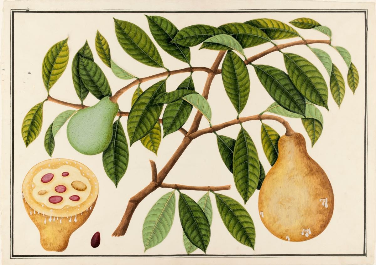 'Akar Getah' or 'Jelah', William Farquhar Collection of Natural History Drawings