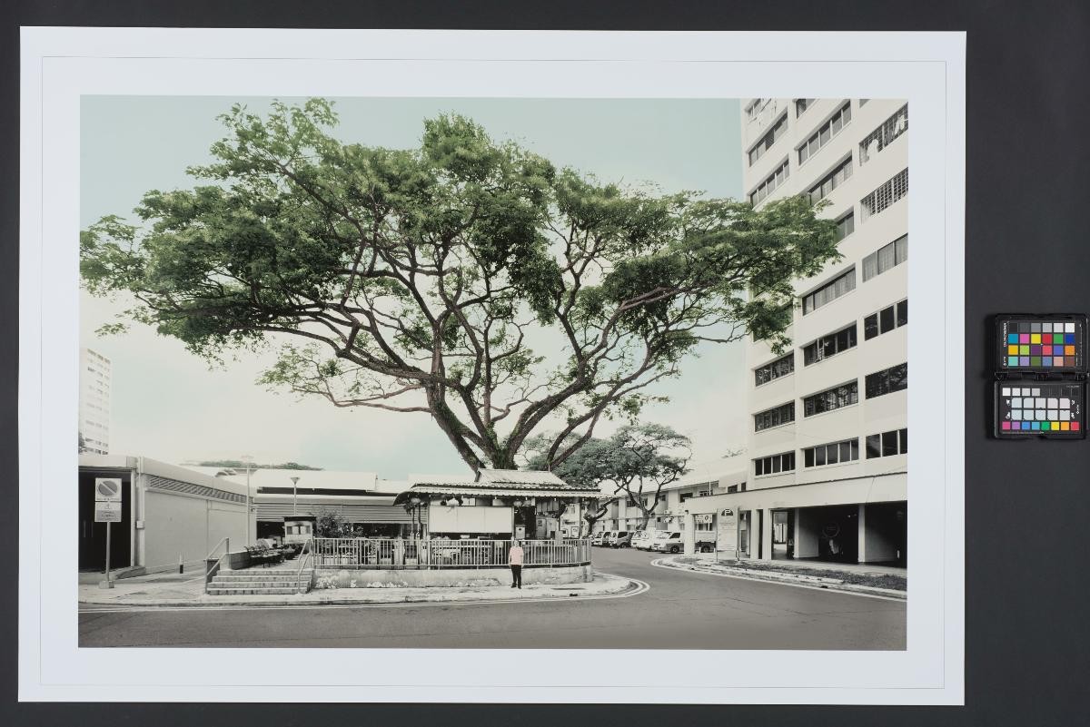 Tua Pek Gong Tree, Ang Mo Kio Ave 5