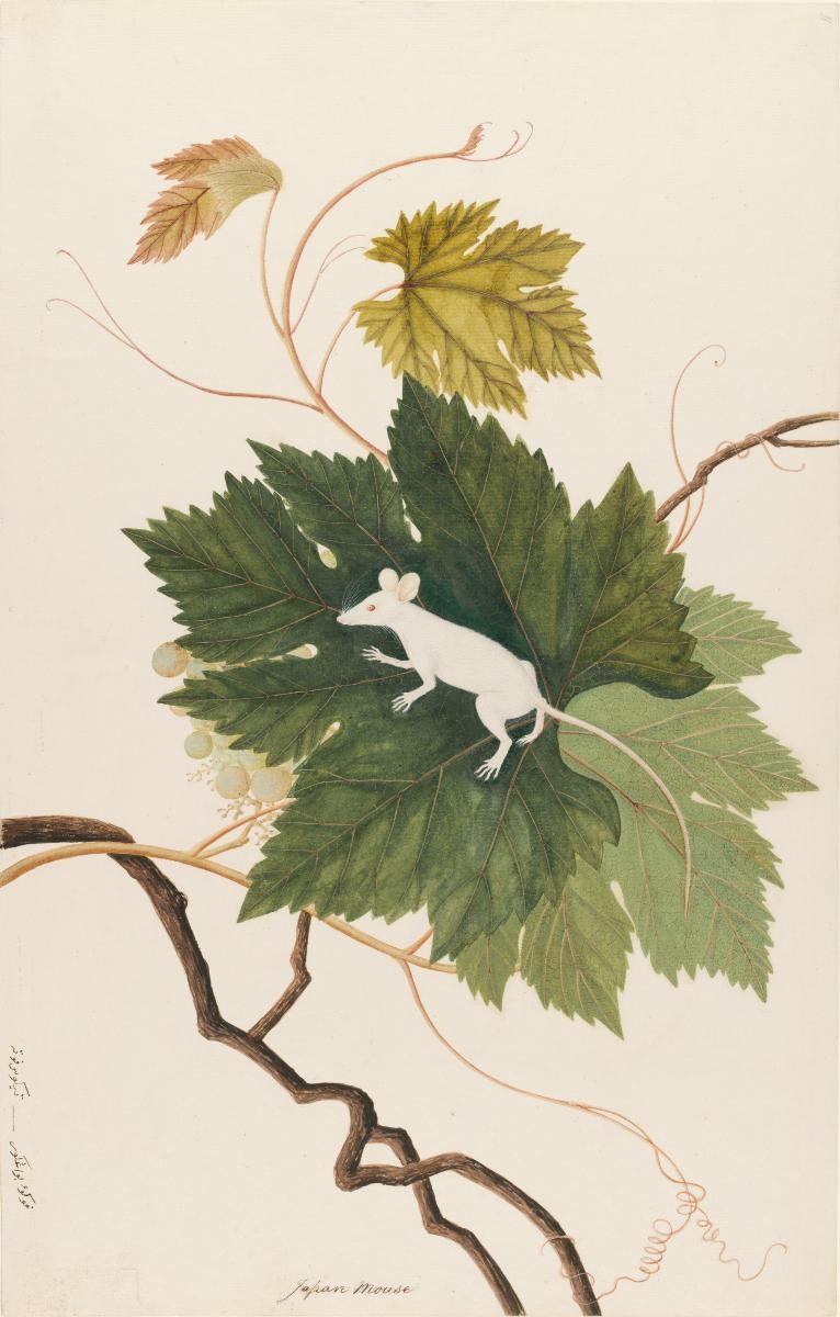 Lieutenant-Colonel William Farquhar Collection of Natural History Drawings