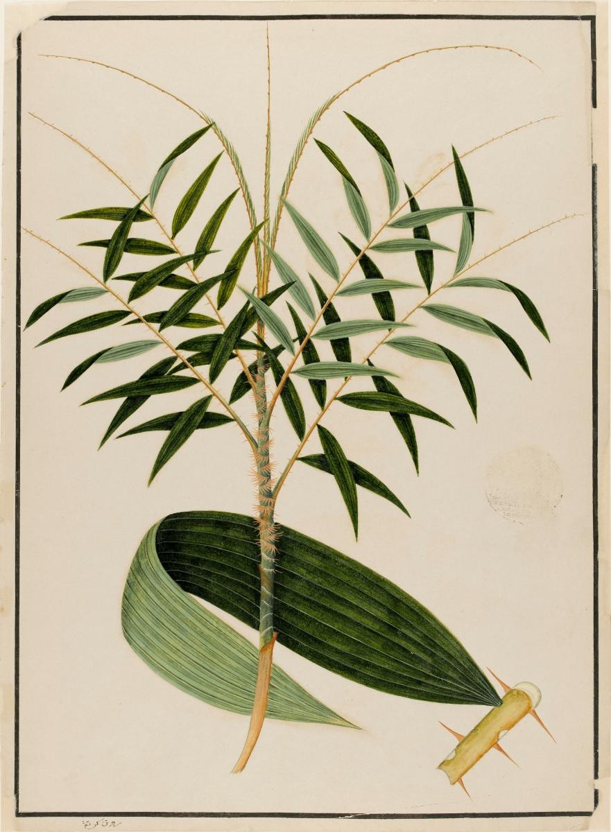 'Rotan Kertang' or 'Rottan Semmot', William Farquhar Collection of Natural History Drawings