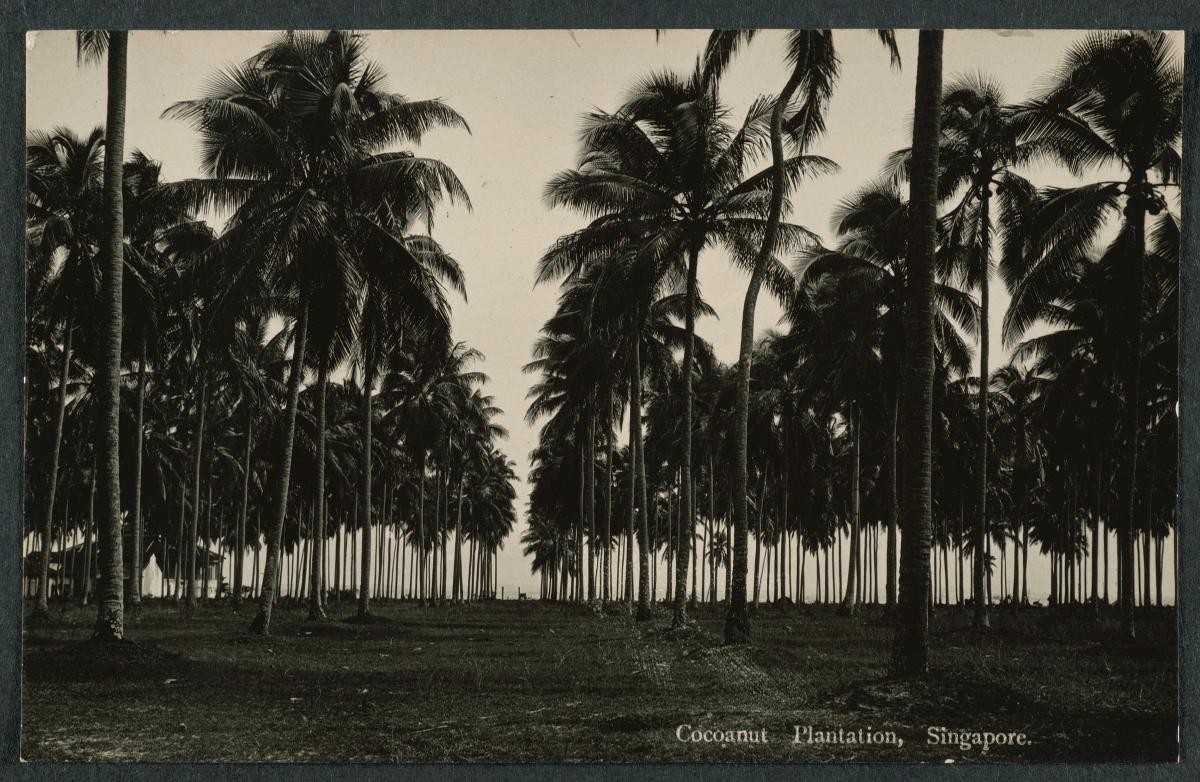 A coconut plantation