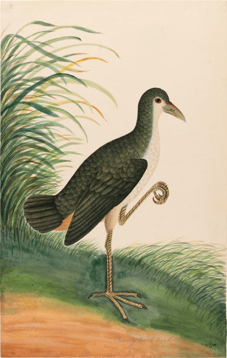 White-breasted Waterhen, William Farquhar Collection of Natural History Drawings