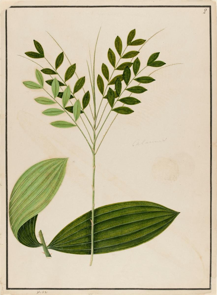 'Rotan Batu', William Farquhar Collection of Natural History Drawings