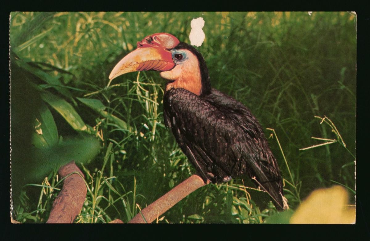 A Wrinkled Hornbill at the Jurong Bird Park