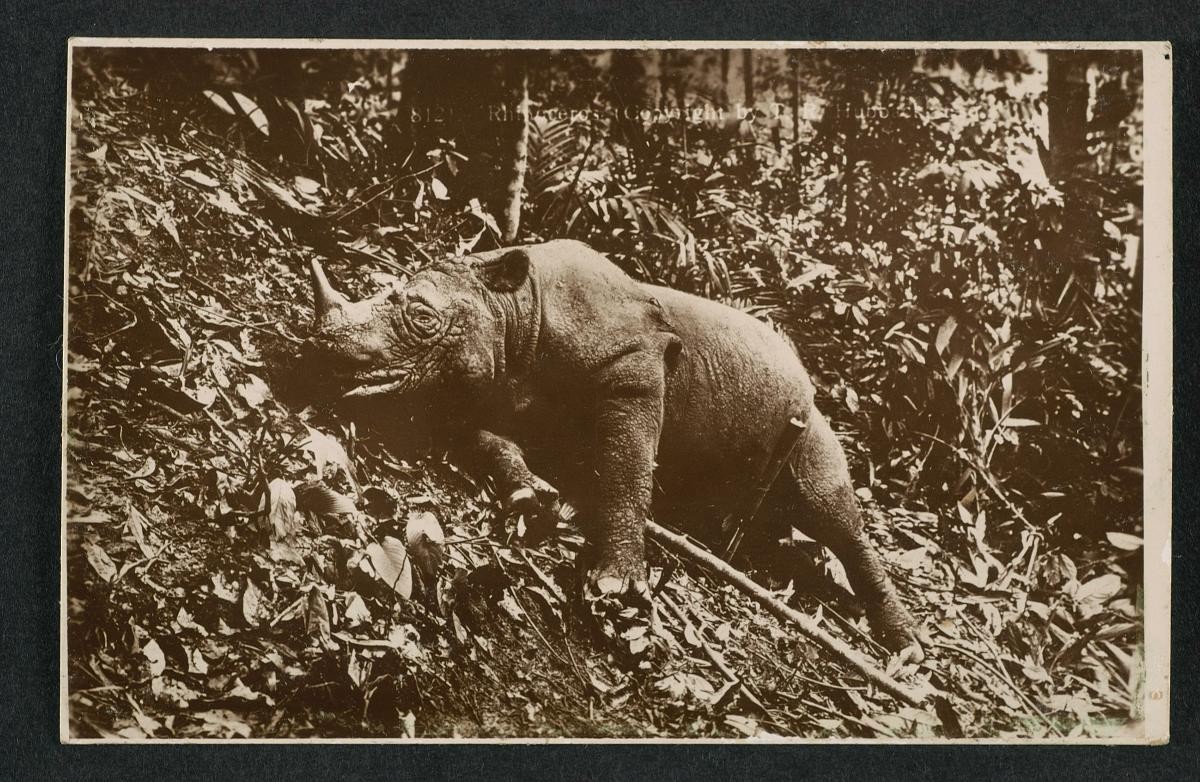 A rhinoceros