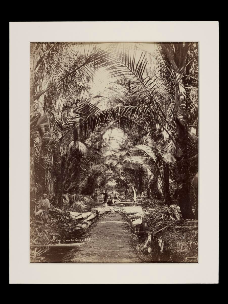 Workers at a sago plantation