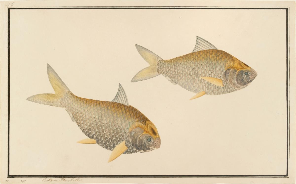Shad, William Farquhar Collection of Natural History Drawings