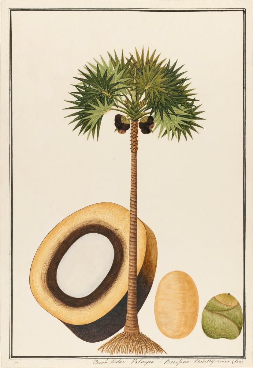 Palmyra Palm, William Farquhar Collection of Natural History Drawings