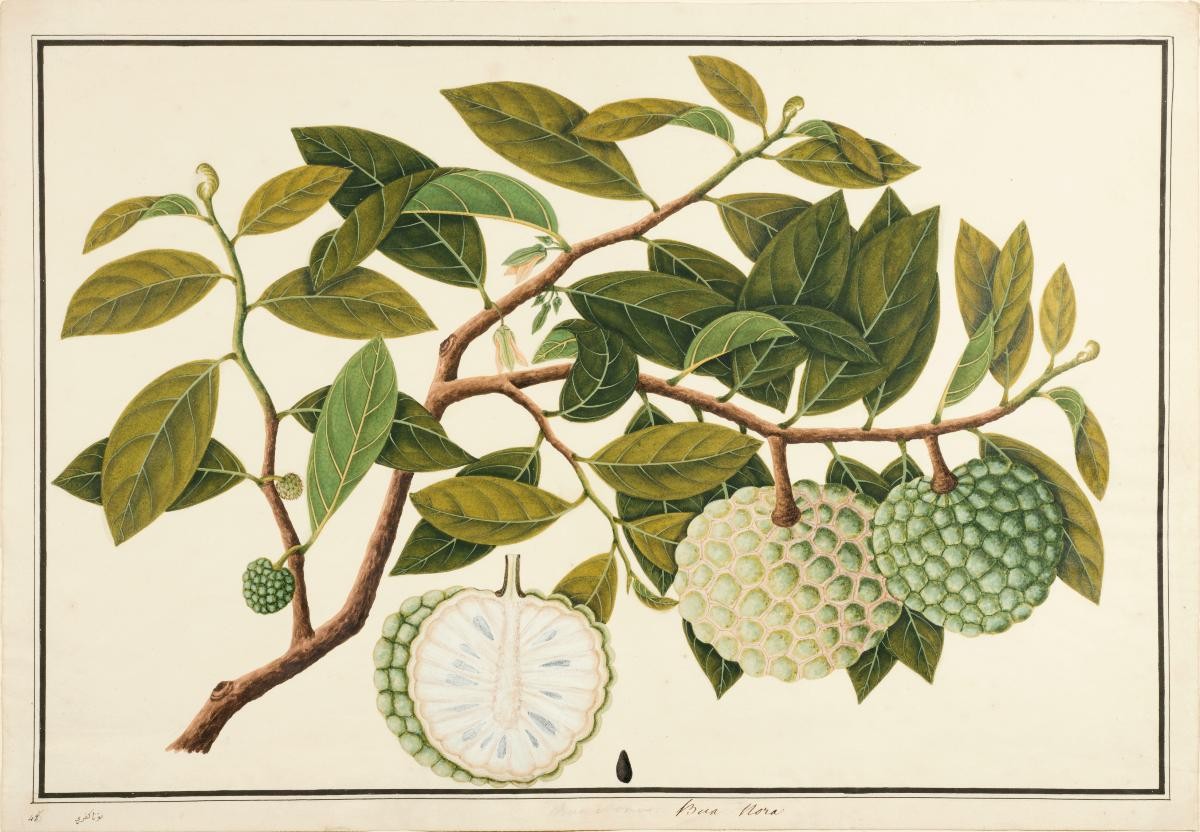 Custard Apple, William Farquhar Collection of Natural History Drawings