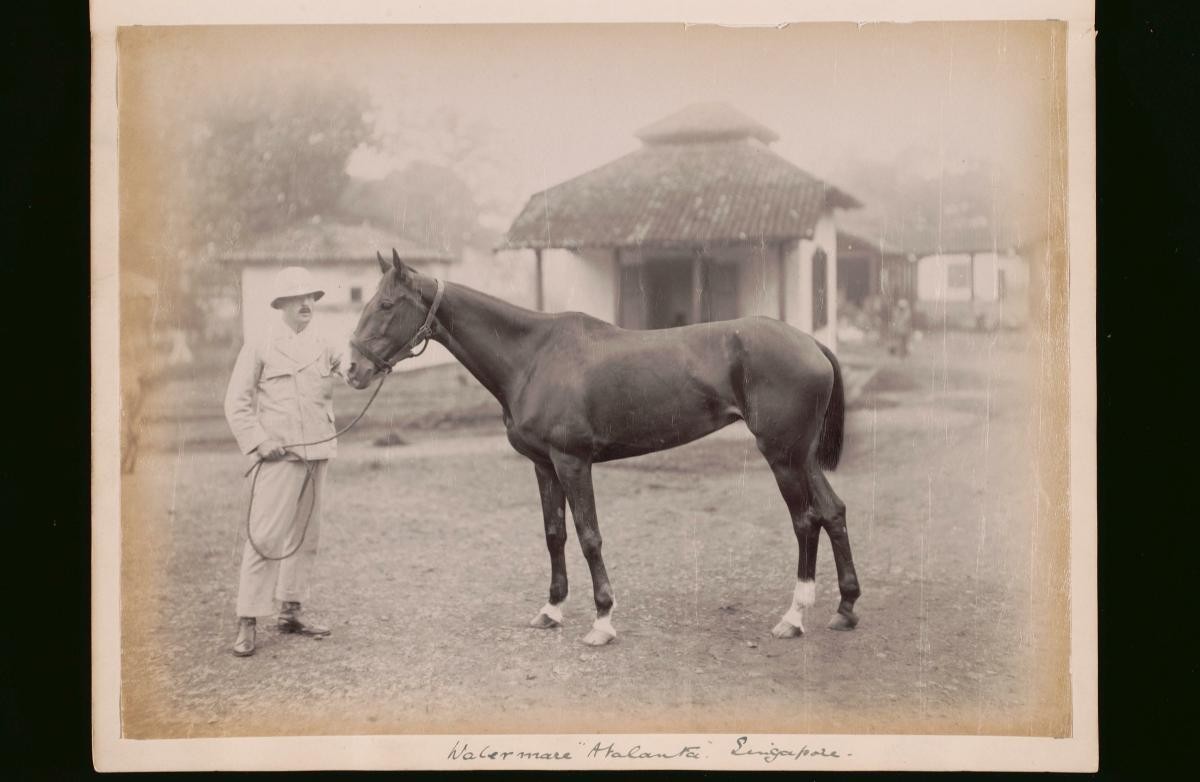 Race horse Waler mare 'Atlanta' and owner by GR Lambert