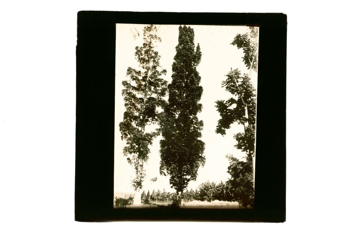 A glass lantern slide depicting a view of trees