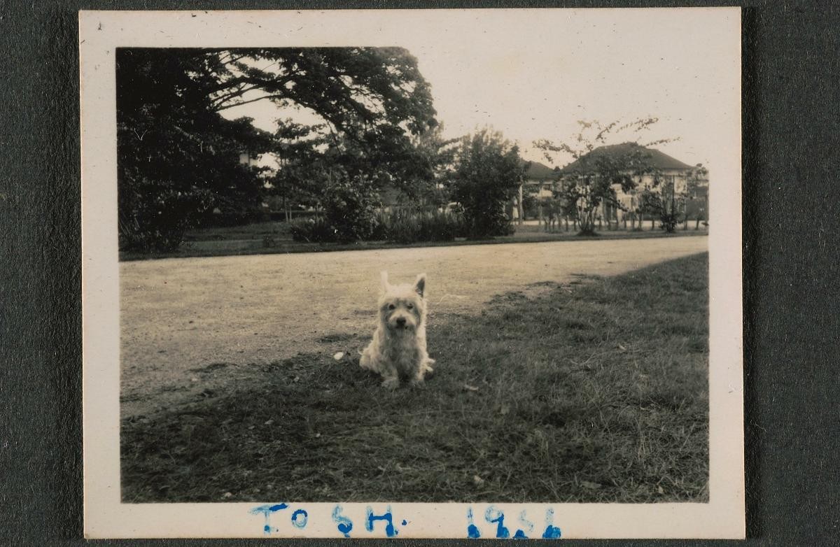 Pet dog of a British policeman posted to Singapore during the Malayan Emergency