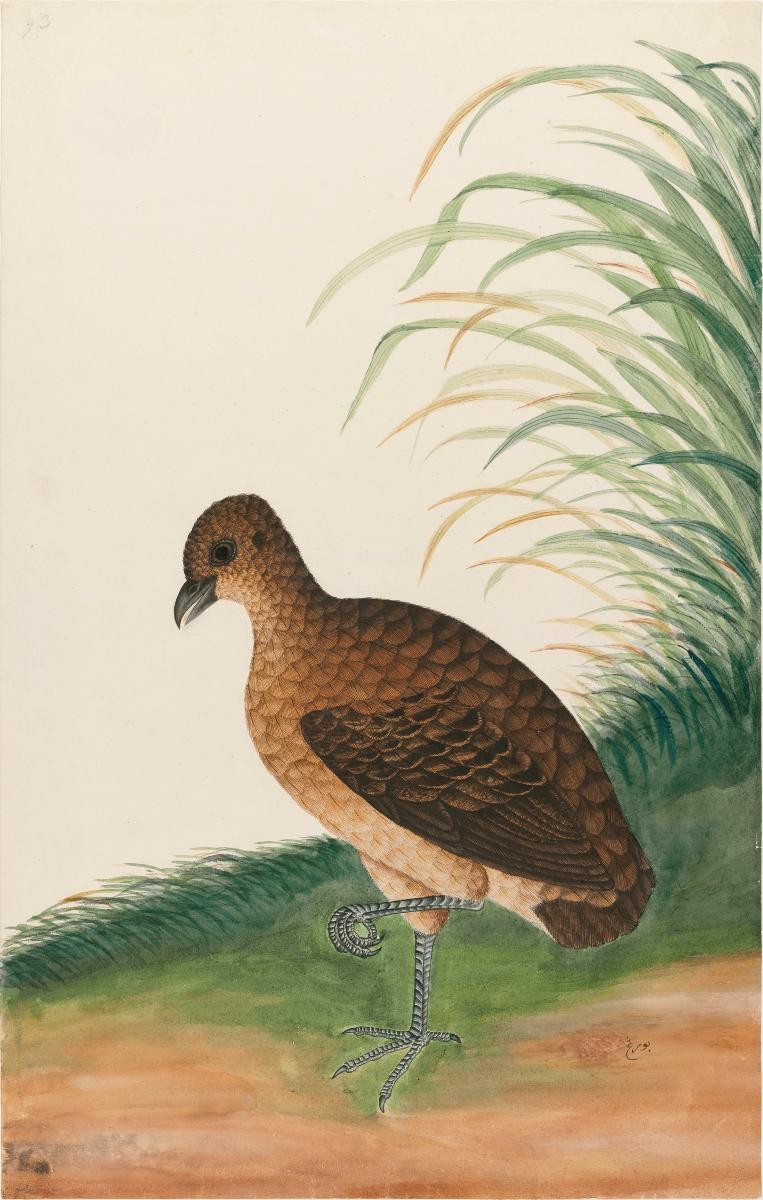 Long-Billed Partridge, William Farquhar Collection of Natural History Drawings