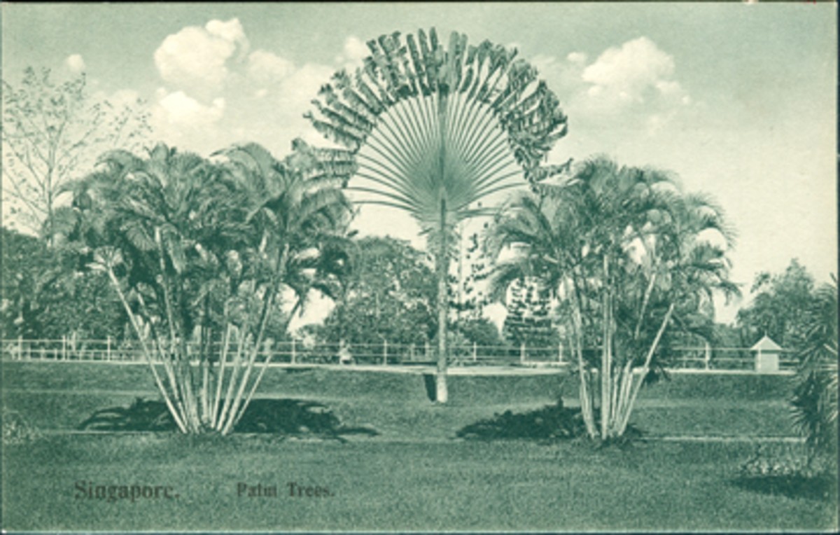 Palm Trees, Singapore.