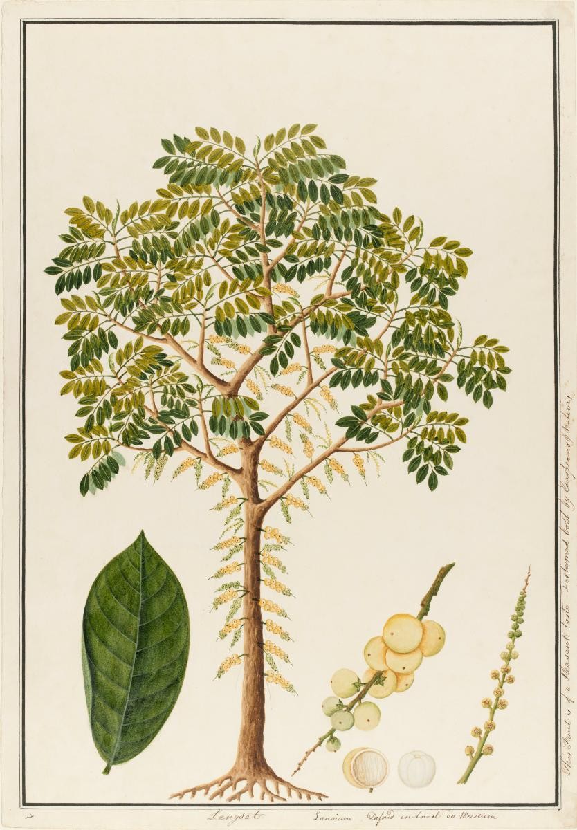 'Langsat', William Farquhar Collection of Natural History Drawings