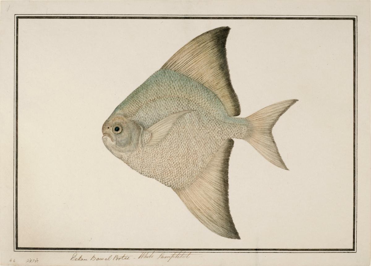 White Pomfret, William Farquhar Collection of Natural History Drawings