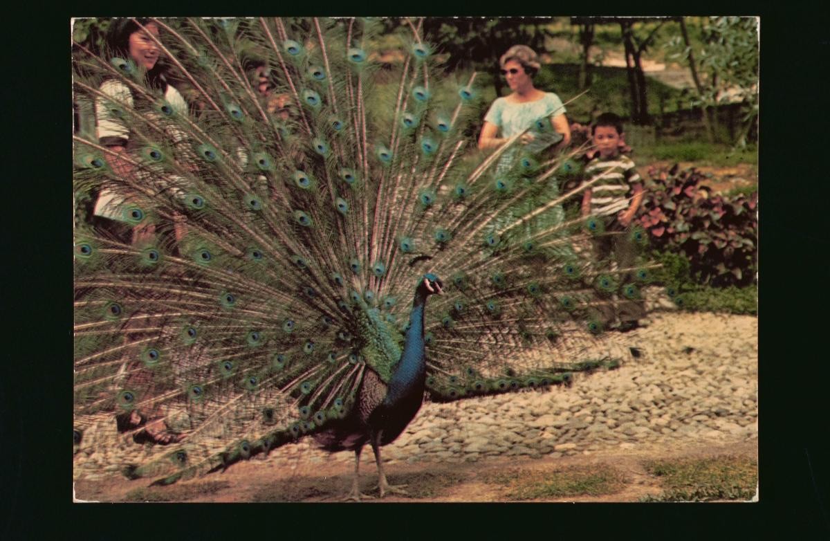 A peacock at the Jurong Bird Park
