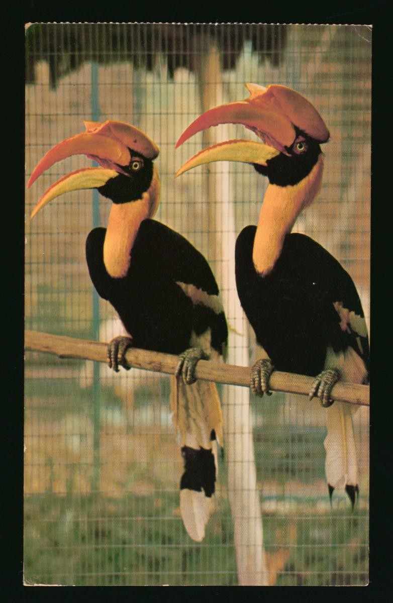 Great Hornbills at the Jurong Bird Park