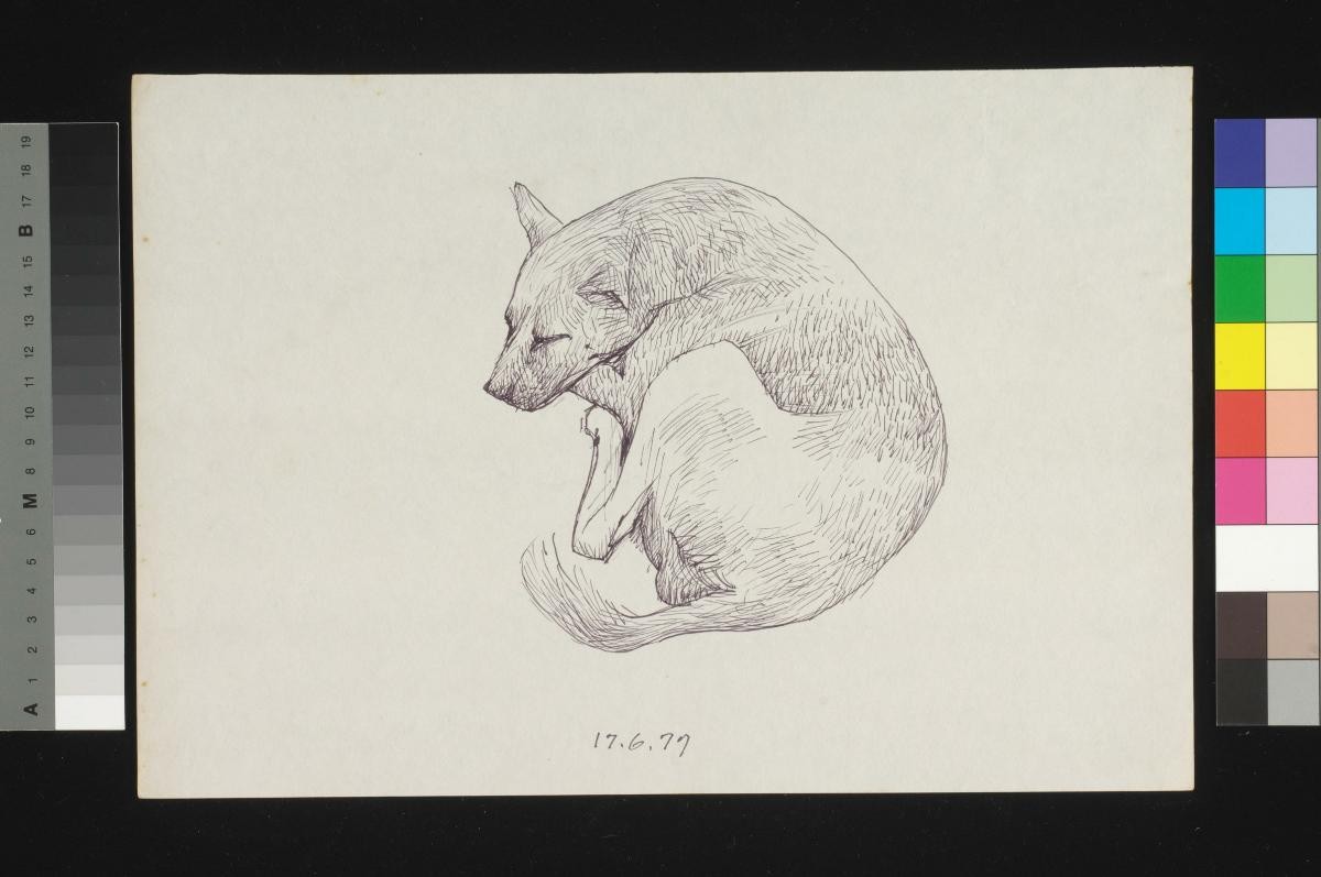 (Untitled) Resting Dog