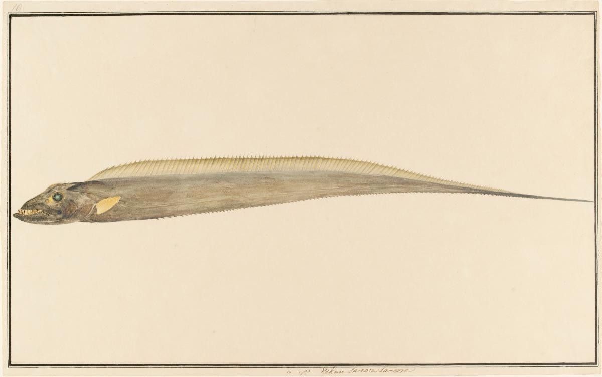 'Eekan La-eore La-eore' or 'Ikan Layur-Layur', William Farquhar Collection of Natural History Drawings