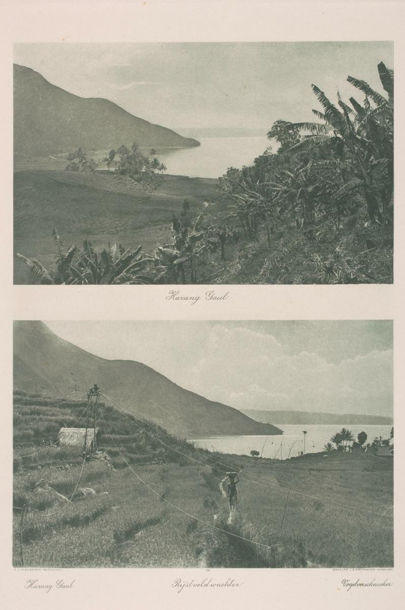 Views of rice fields and a worker by C.J. Kleingrothe