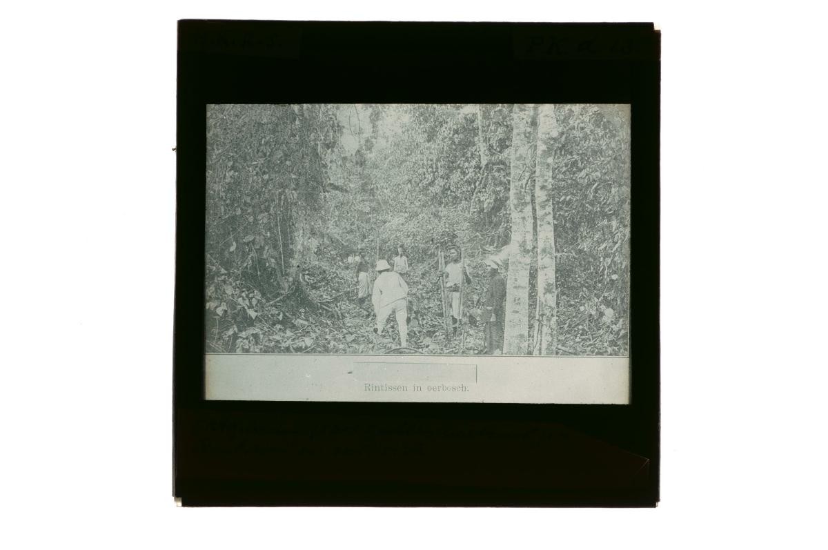 A glass lantern slide depicting a forest expedition