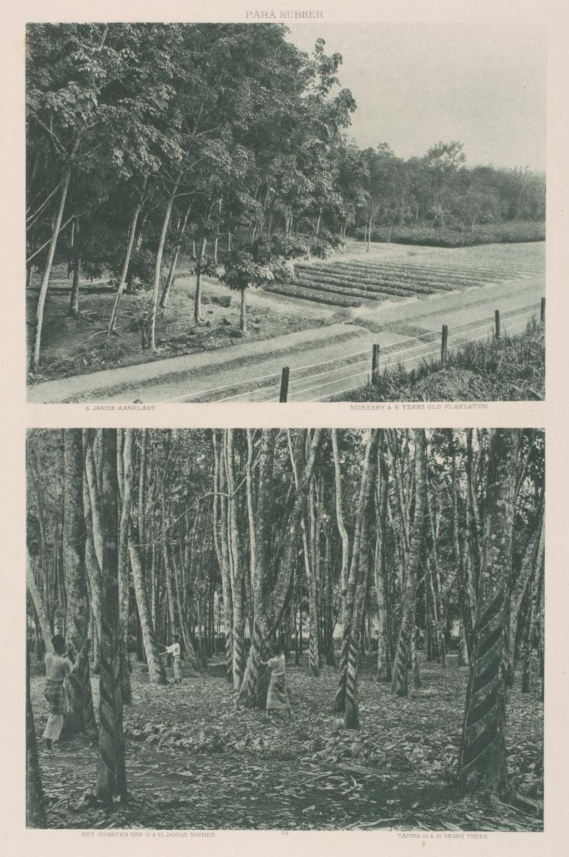 Above: Nursery and six years old plantationBelow: Tapping 12 and 15 year old trees