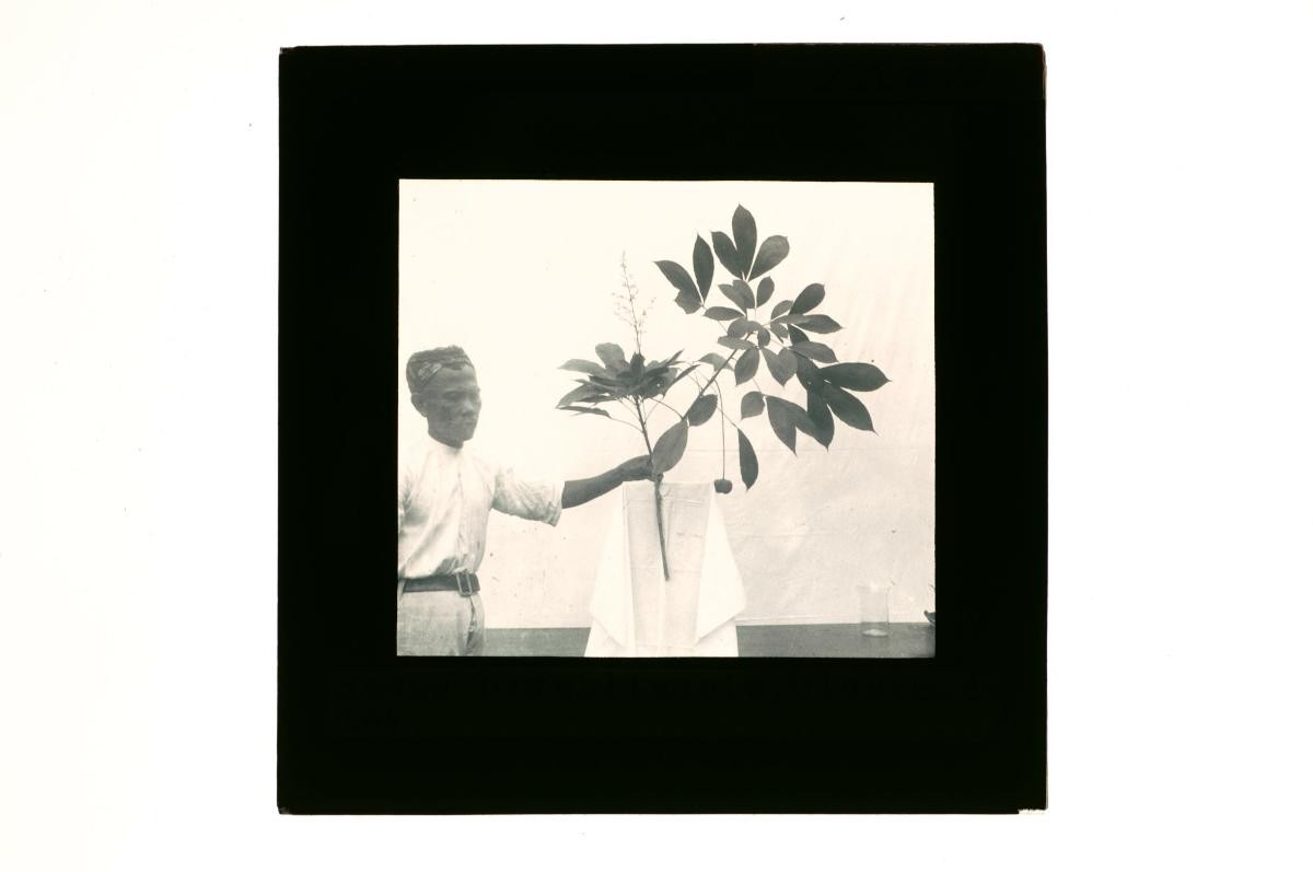A glass lantern slide depicting a man with a plant cutting