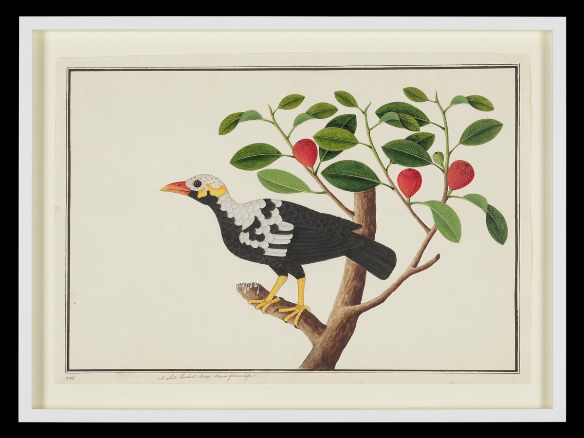'Ting Putih' or 'Burung Tiung', William Farquhar Collection of Natural History Drawings
