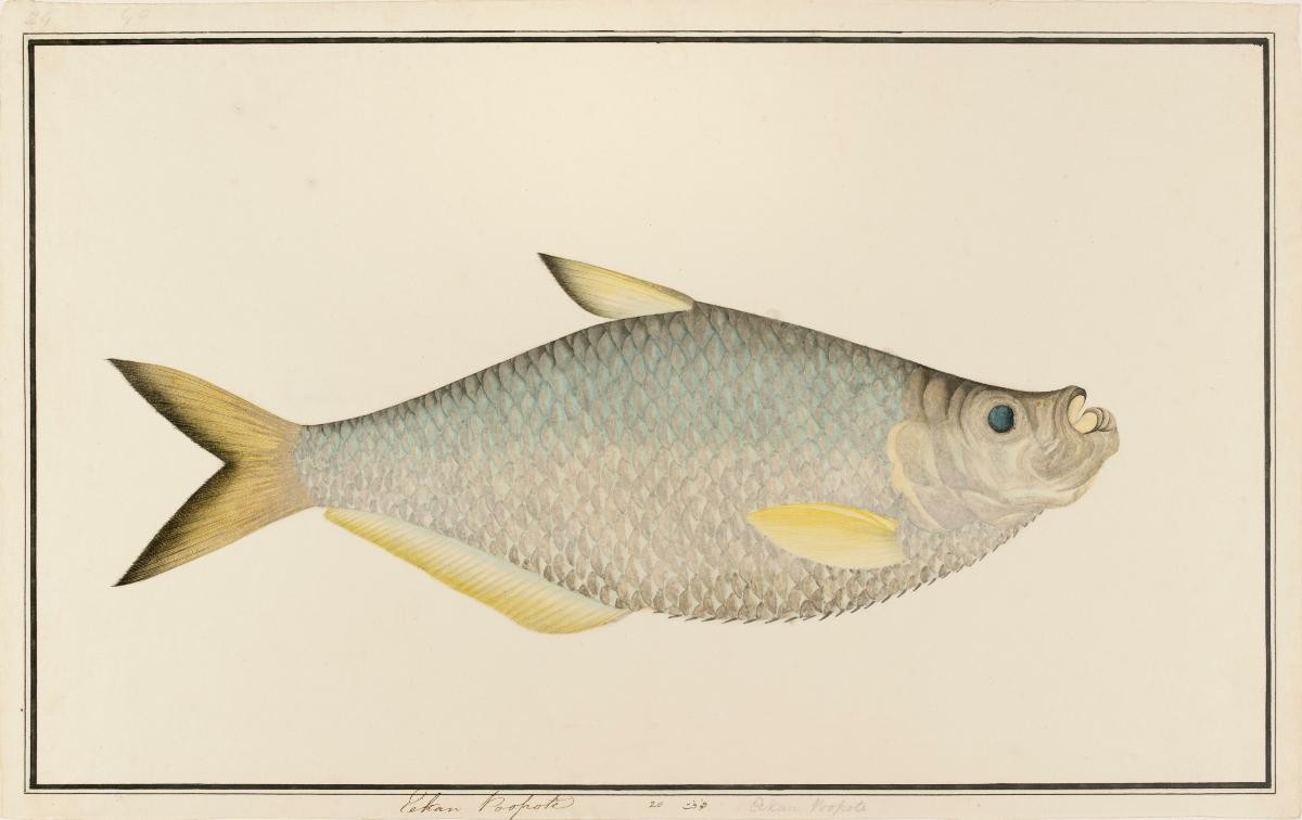 Ilisha Shad, William Farquhar Collection of Natural History Drawings