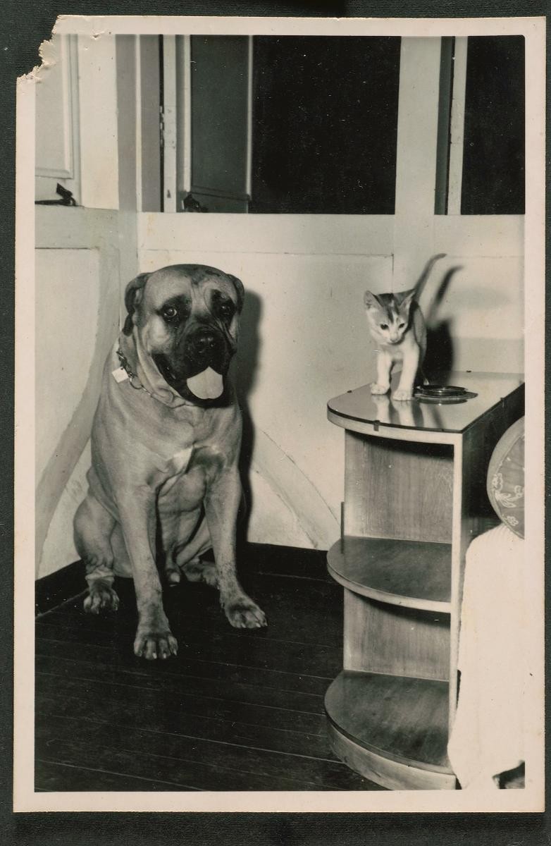 Pet dog of a British policeman posted to Singapore during the Malayan Emergency