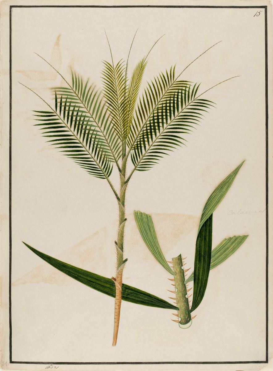 Calamus, Rotan Getah, William Farquhar Collection of Natural History Drawings