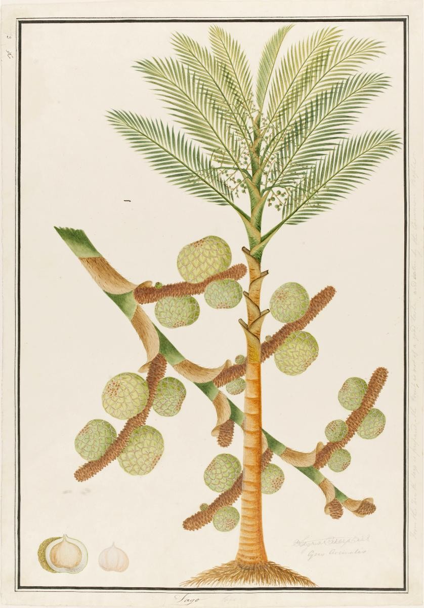 Sago Palm, William Farquhar Collection of Natural History Drawings